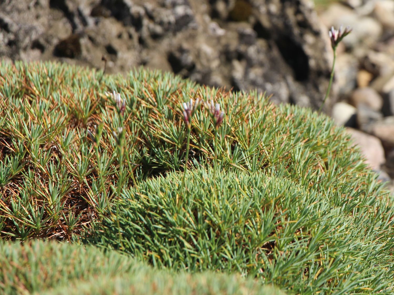 Igelpolster (Acantholimon)