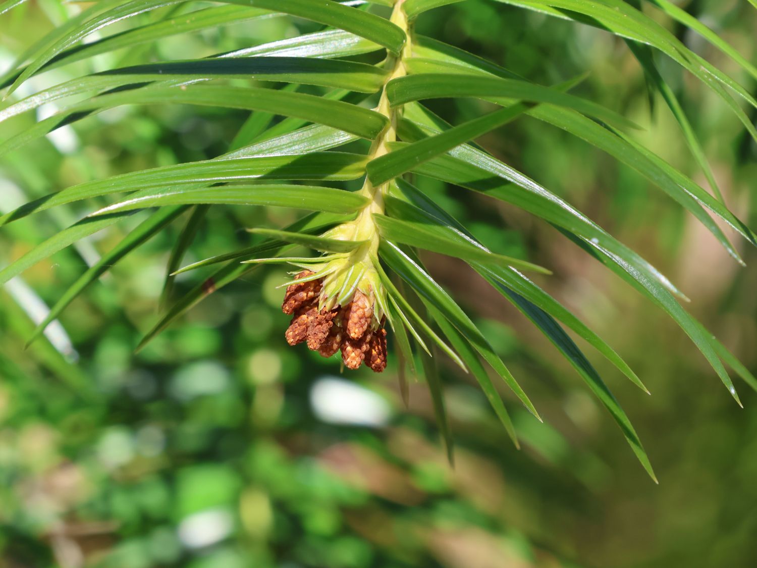 Cunninghamia (Cunninghamia)