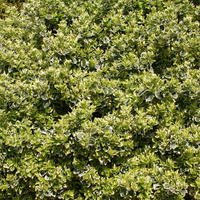 Spindelstrauch / Kriechspindel 'Emerald'n Gaiety' - Euonymus fortunei 'Emerald'n Gaiety'