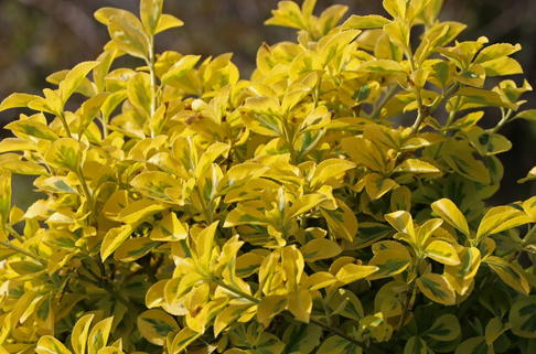 Spindelstrauch / Kriechspindel 'Emerald'n Gold' - Euonymus fortunei 'Emerald'n Gold'