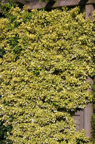 Spindelstrauch / Kriechspindel 'Emerald'n Gold' - Euonymus fortunei 'Emerald'n Gold ...