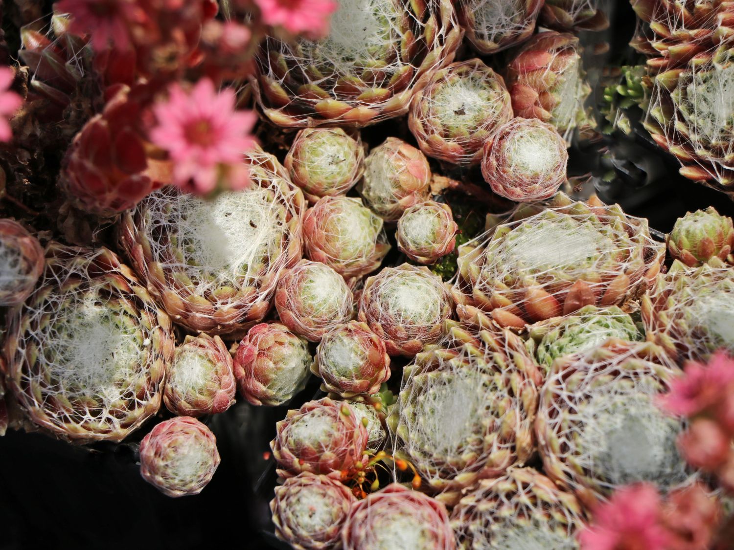 Spinnweb-Hauswurz 'Silberring'