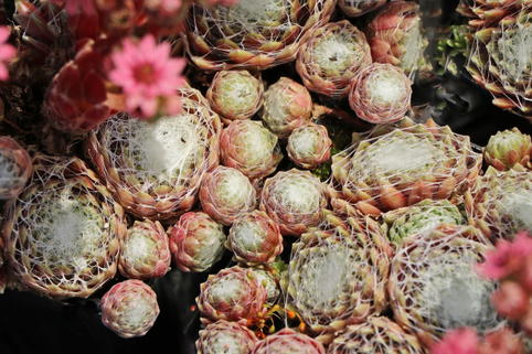 Spinnweb-Hauswurz 'Silberring' - Sempervivum arachnoideum 'Silberring'