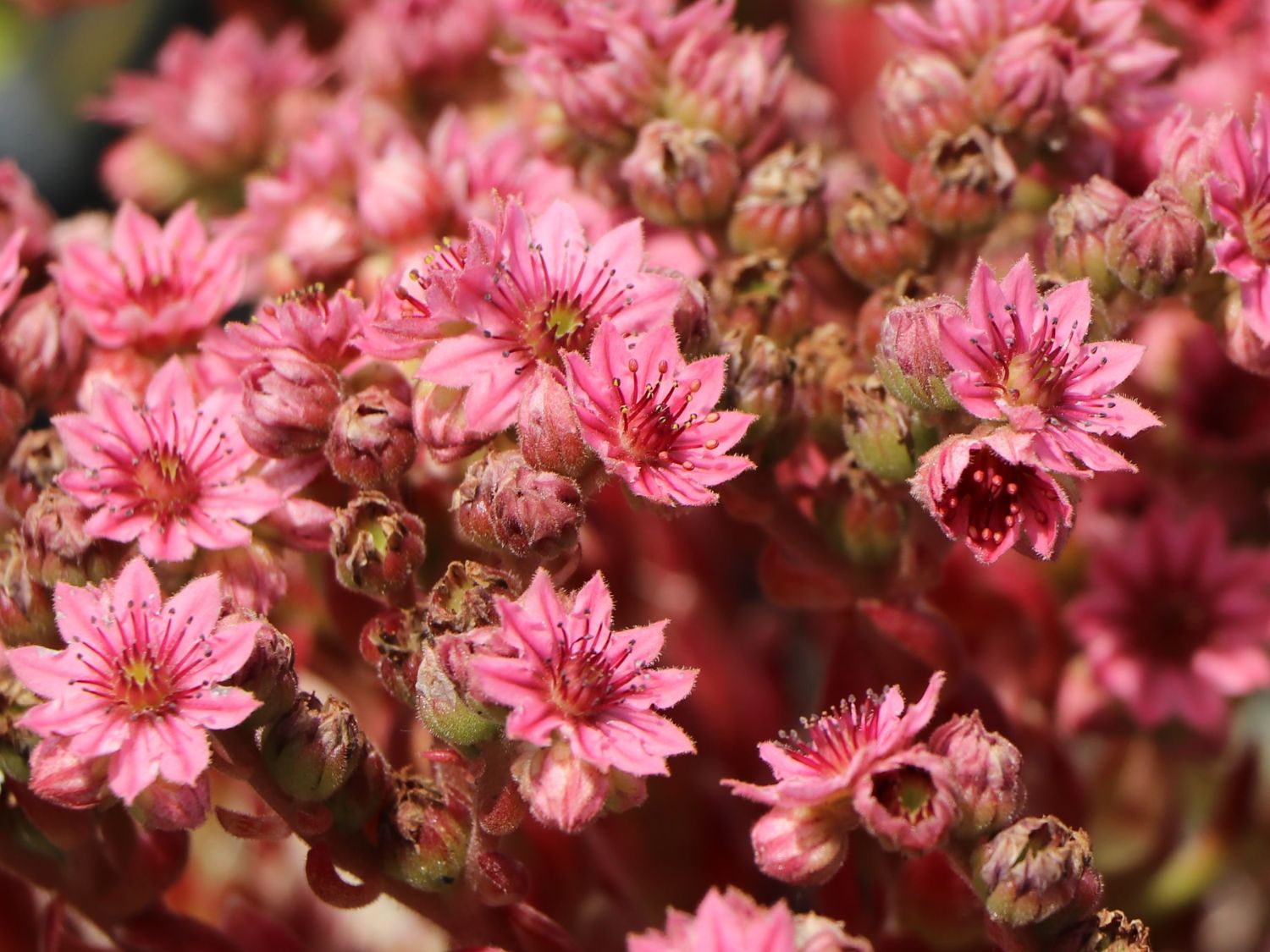 Spinnweb-Hauswurz 'Silberring' - Sempervivum arachnoideum 'Silberring'
