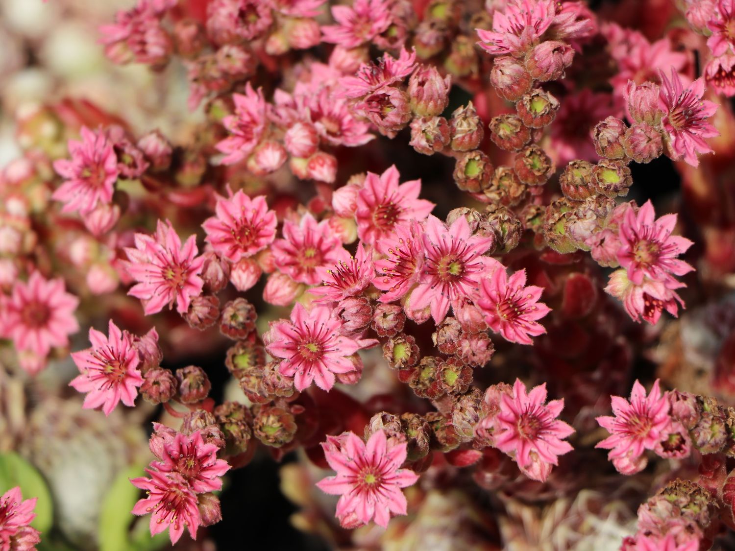 Spinnweb-Hauswurz 'Silberring' - Sempervivum arachnoideum 'Silberring'