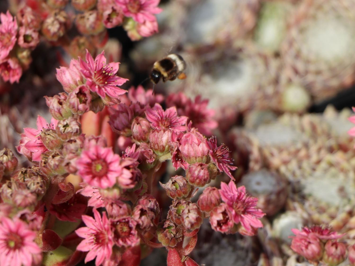 Spinnweb-Hauswurz 'Silberring' - Sempervivum arachnoideum 'Silberring'