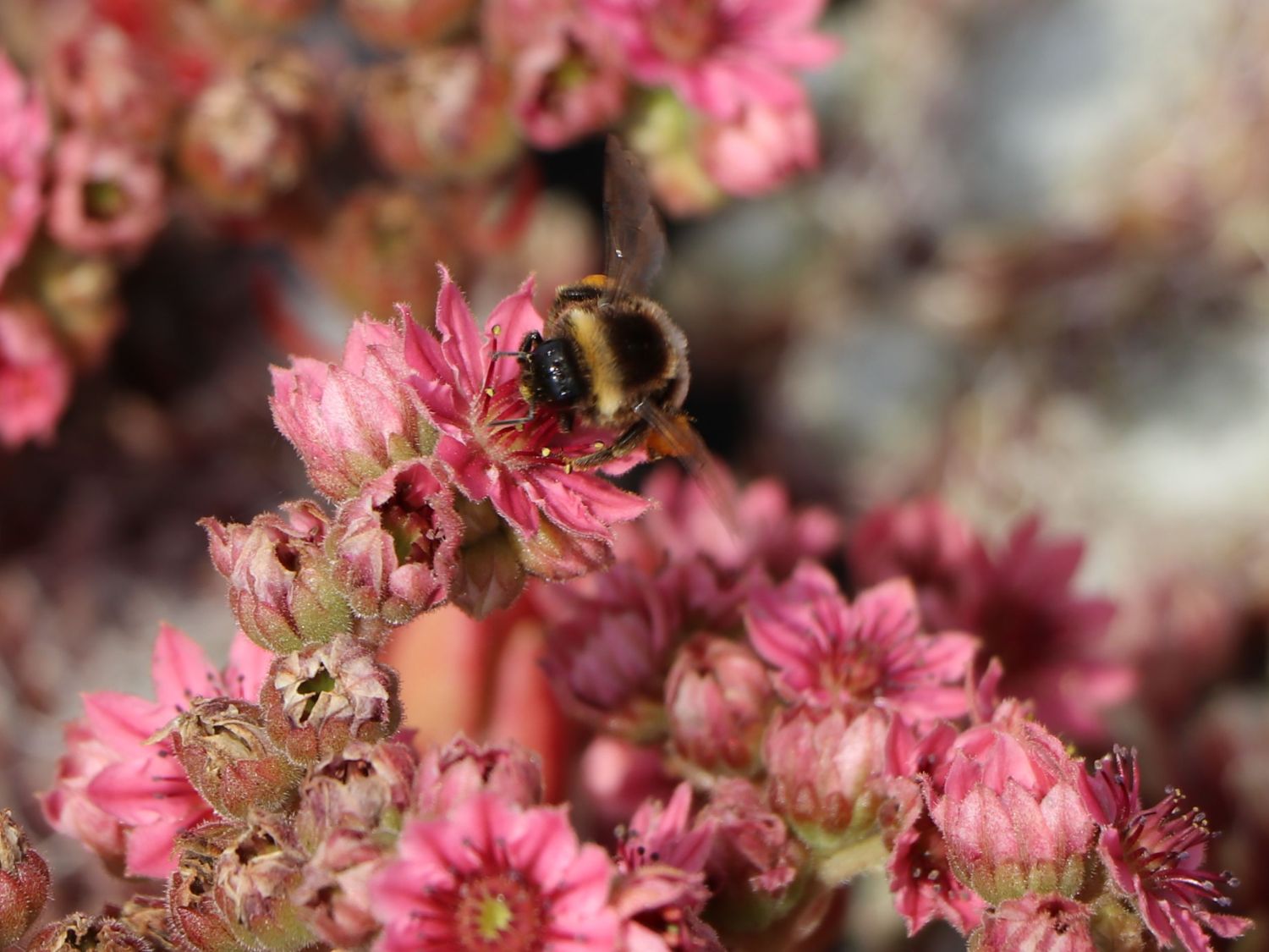 Spinnweb-Hauswurz 'Silberring' - Sempervivum arachnoideum 'Silberring'
