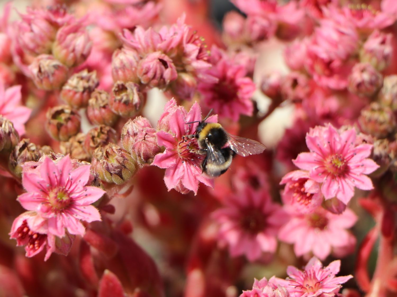 Spinnweb-Hauswurz 'Silberring' - Sempervivum arachnoideum 'Silberring'