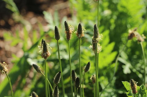 Spitzwegerich - Plantago lanceolata