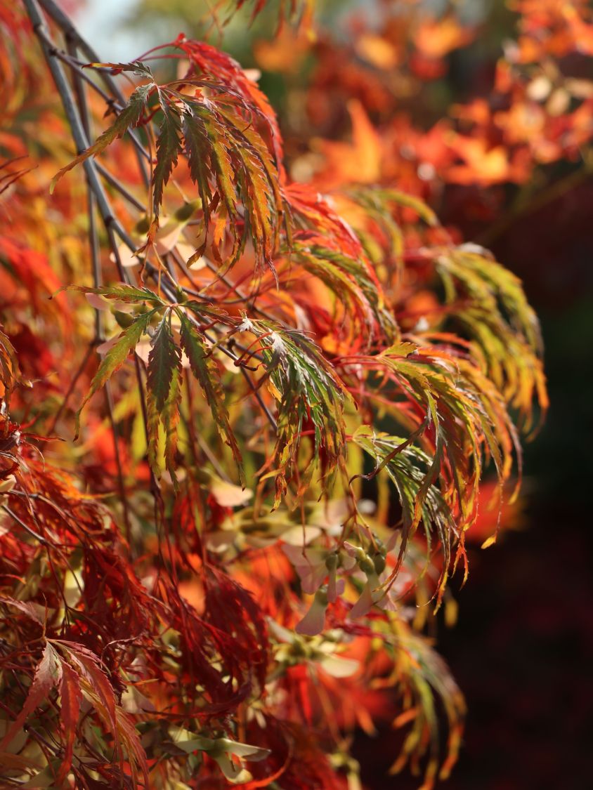 Spitzahorn 'Palmatifidum' - Acer platanoides 'Palmatifidum'