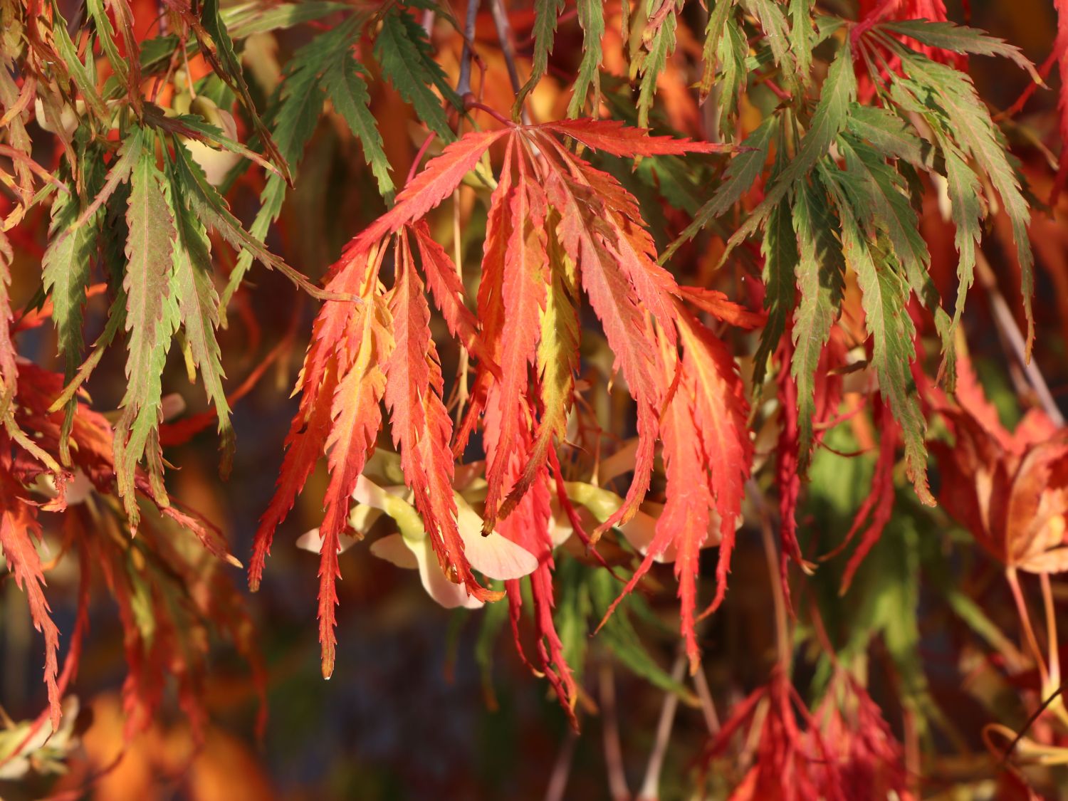 Spitzahorn 'Palmatifidum' - Acer platanoides 'Palmatifidum'