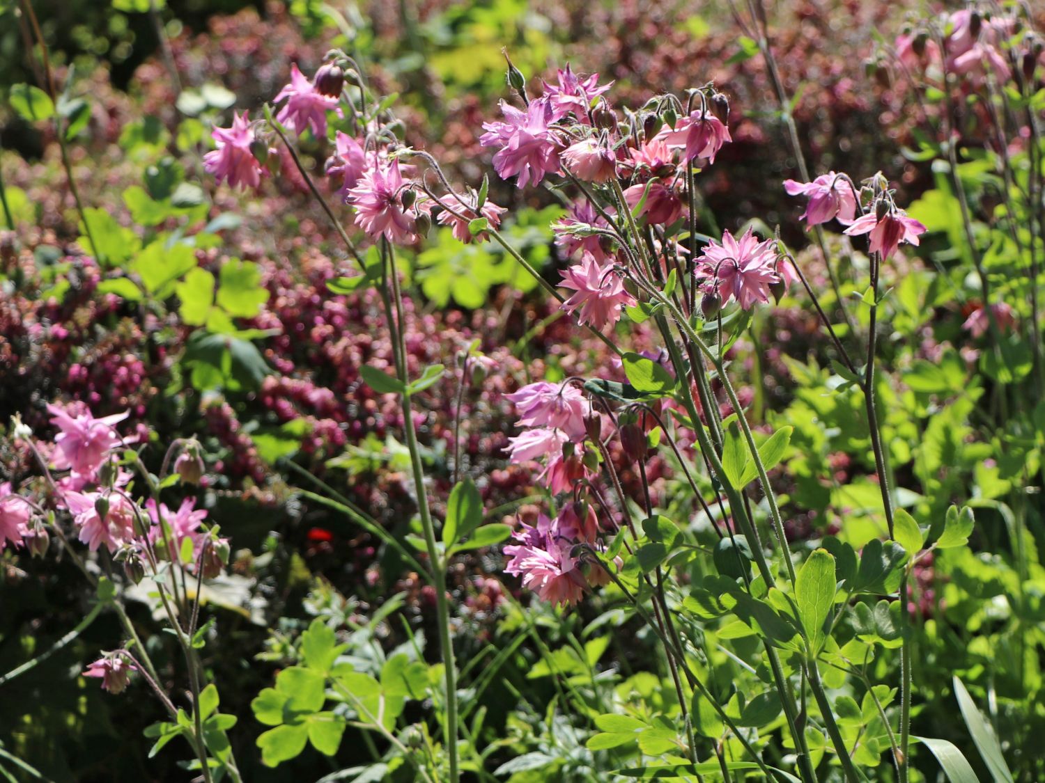 Spornlose Halbakelei 'Plena Rose Barlow' - Semiaquilegia x cultorum 'Plena Rose Barlow'