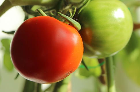 Stabtomate 'Campos' ® / 'Sportivo' - Solanum lycopersicum 'Campos' ® / 'Sportivo'