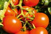 Stabtomate 'Campos' ® / 'Sportivo' - Solanum lycopersicum 'Campos' ® / 'Sportivo'