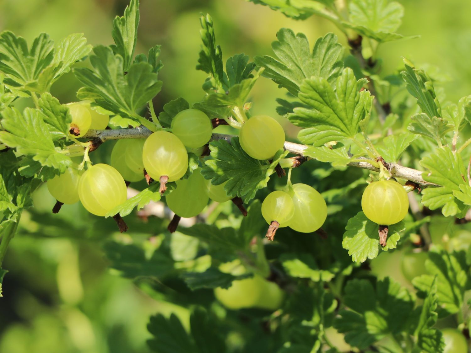 Stachelbeere 'Rixanta'