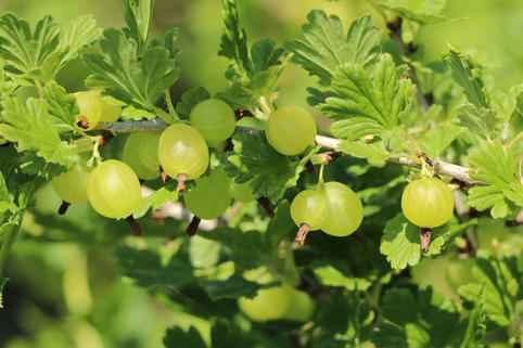 Stachelbeere 'Rixanta' - Ribes uva-crispa 'Rixanta'