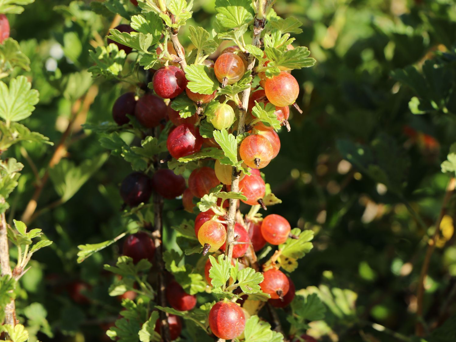 Stachelbeere 'Spinefree'