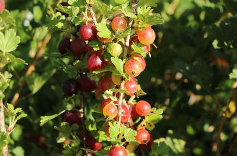 Stachelbeere 'Spinefree' - Ribes uva-crispa 'Spinefree'