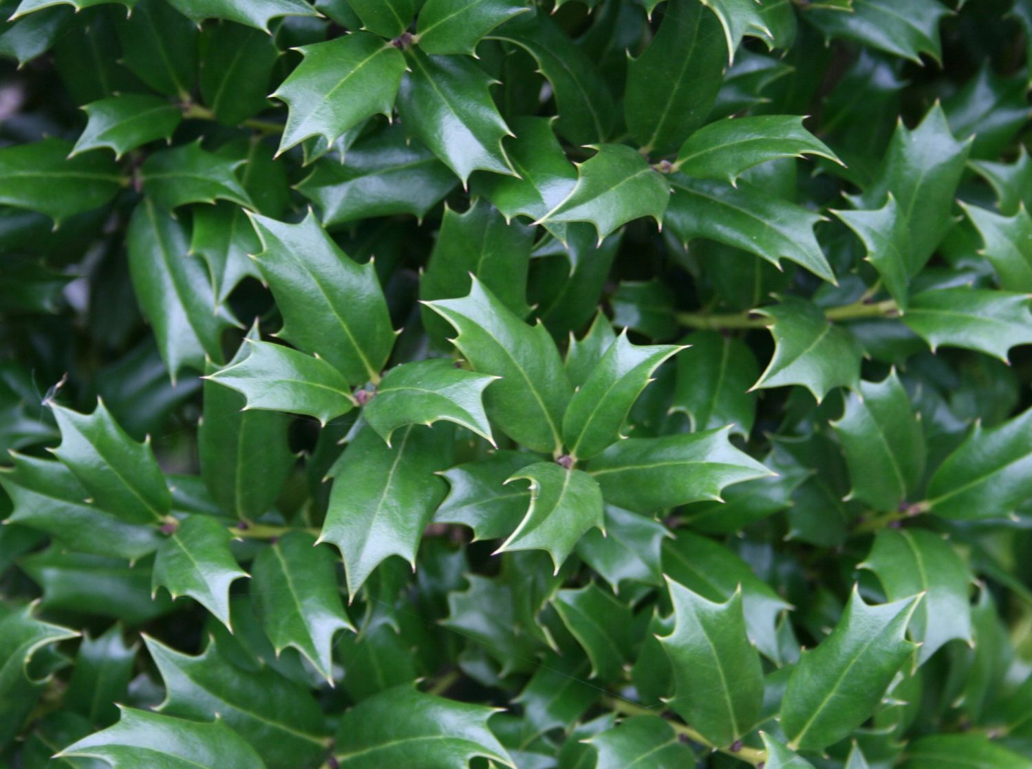 Stachelblättrige Duftblüte - Osmanthus heterophyllus