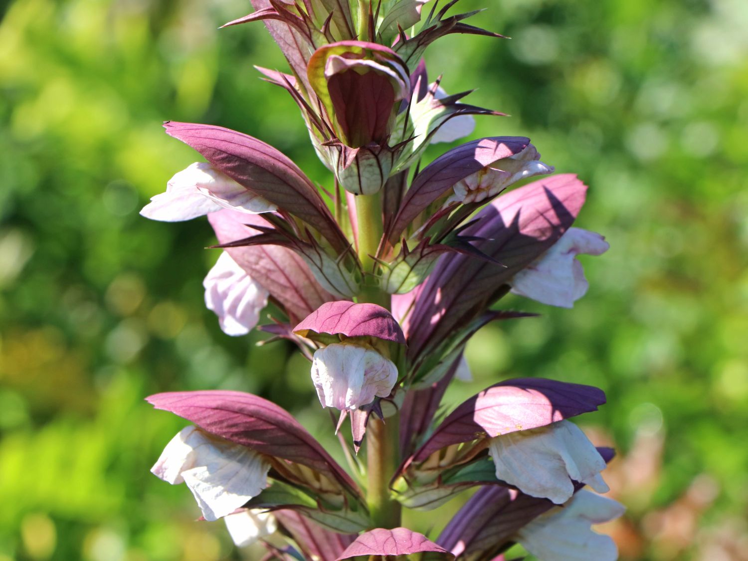 Stacheliger Bärenklau - Acanthus spinosus