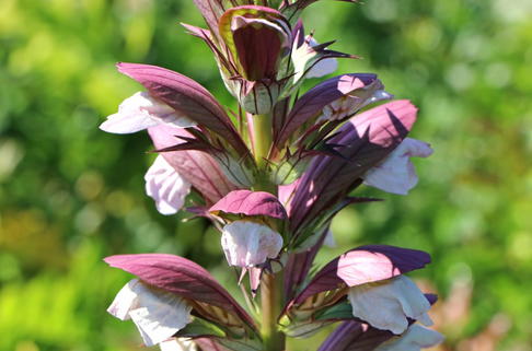Stacheliger Bärenklau - Acanthus spinosus
