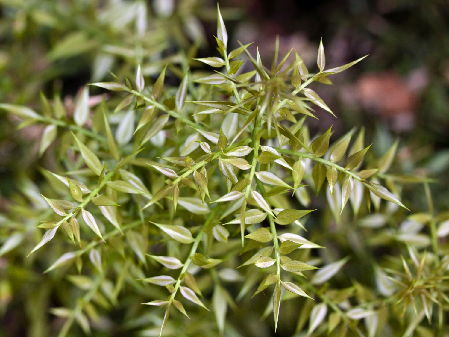 Mäusedorne (Ruscus)