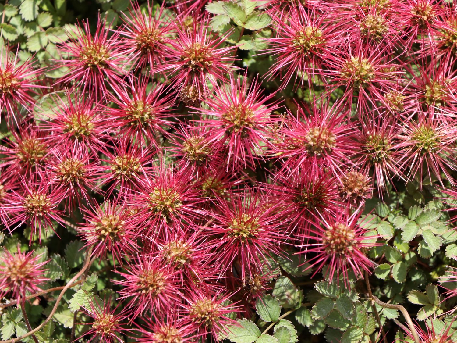 Braunblättriges Stachelnüsschen