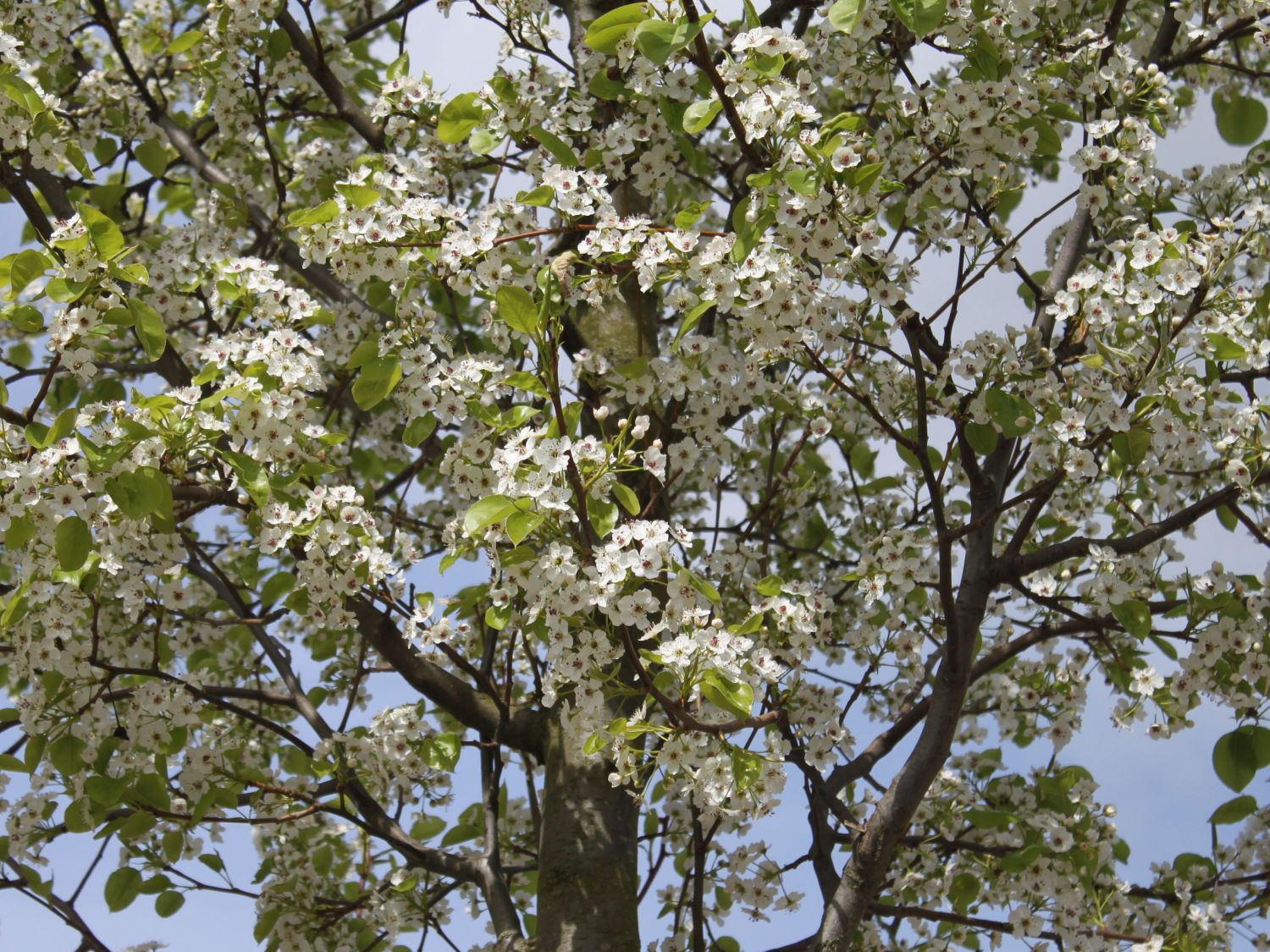 Stadtbirne 'Chanticleer'