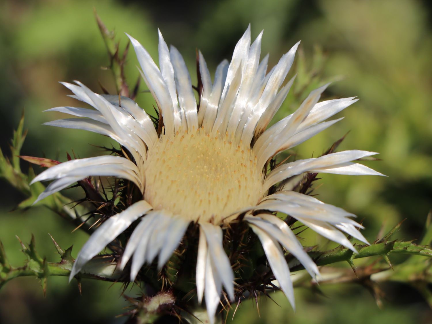 Eberwurzen (Carlina)