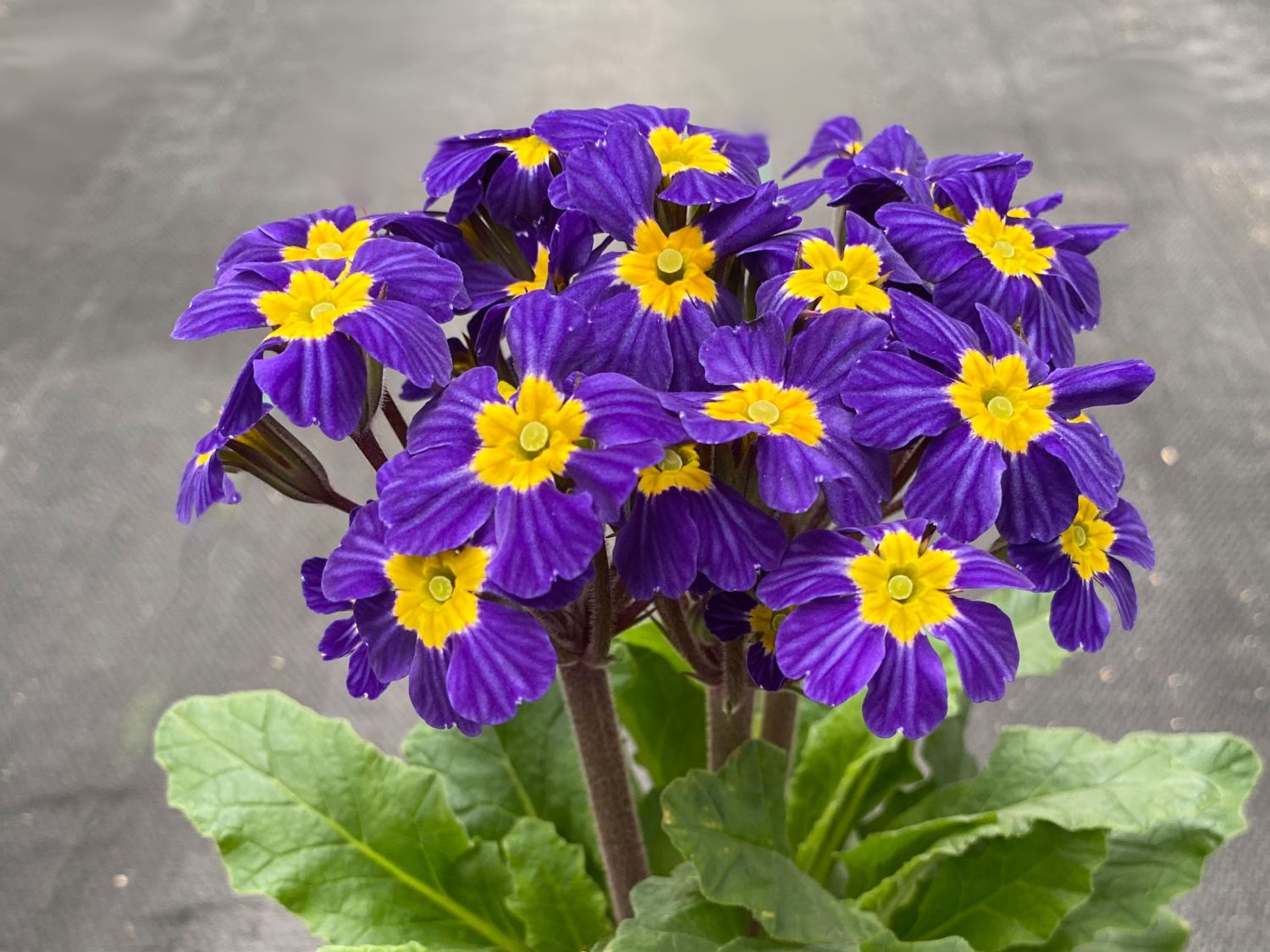 Stängellose Schlüsselblume 'Oakleaf Blue'