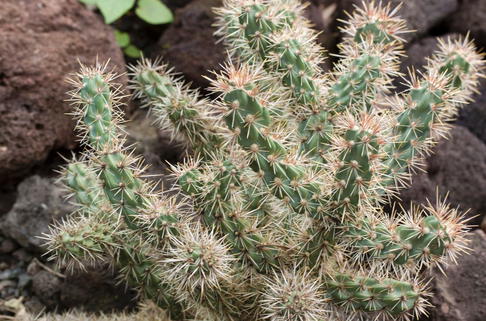 Stauden Feigen-Kaktus - Cylindropuntia imbricata