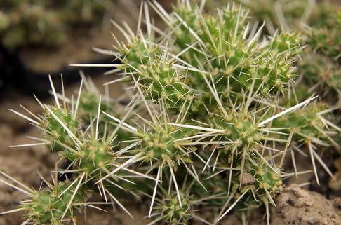 Stauden Feigen-Kaktus - Cylindropuntia whipplei