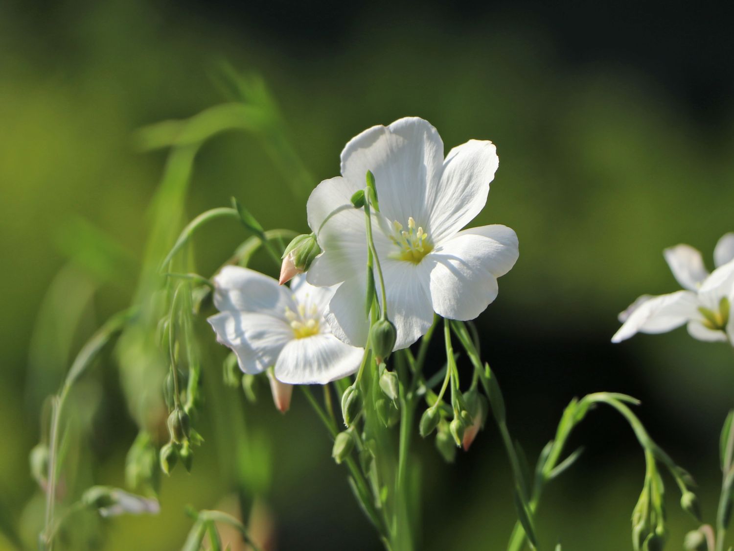 Stauden-Lein 'Nanum Diamant' - Linum perenne 'Nanum Diamant'