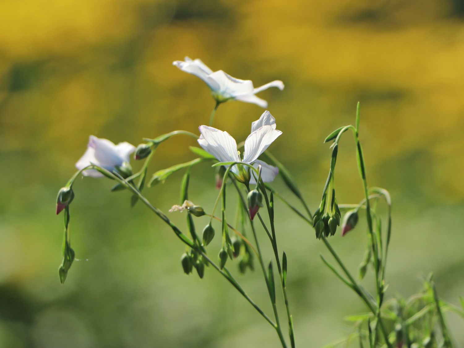Stauden-Lein 'Nanum Diamant' - Linum perenne 'Nanum Diamant'