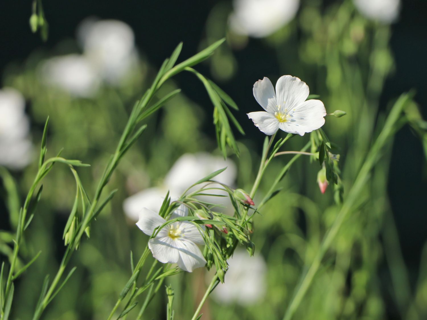 Stauden-Lein 'Nanum Diamant' - Linum perenne 'Nanum Diamant'