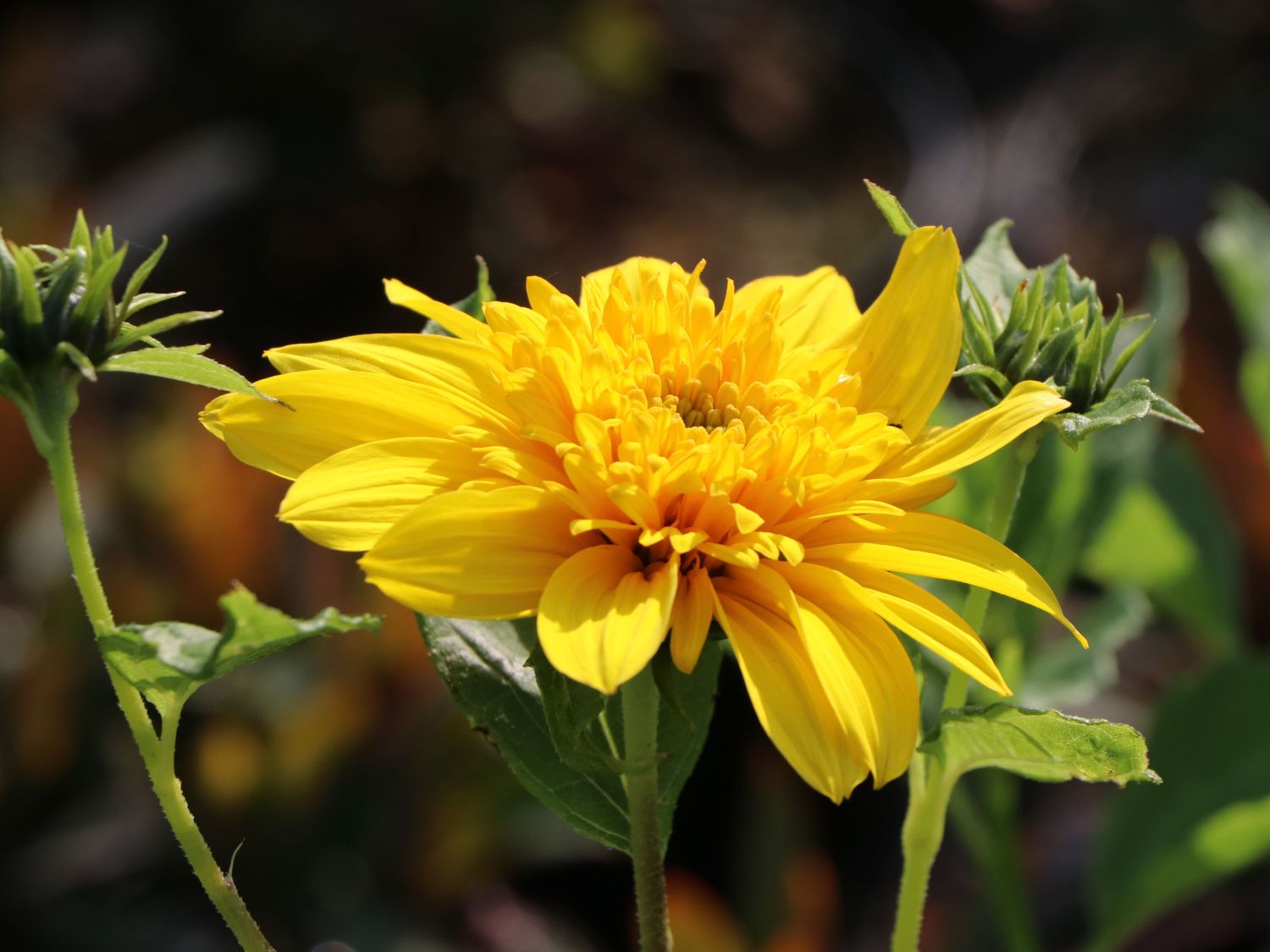 Stauden-Sonnenblume 'Double Whammy' - Helianthus decapetalus 'Double Whammy'