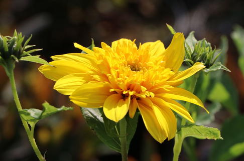 Stauden-Sonnenblume 'Double Whammy' - Helianthus decapetalus 'Double Whammy'