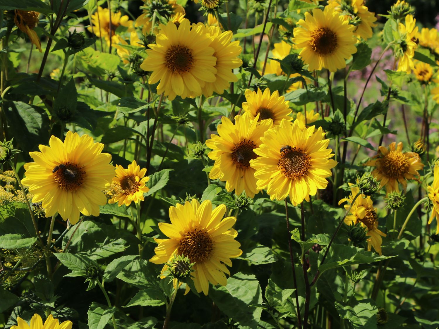 Stauden-Sonnenblume 'Giganteus'