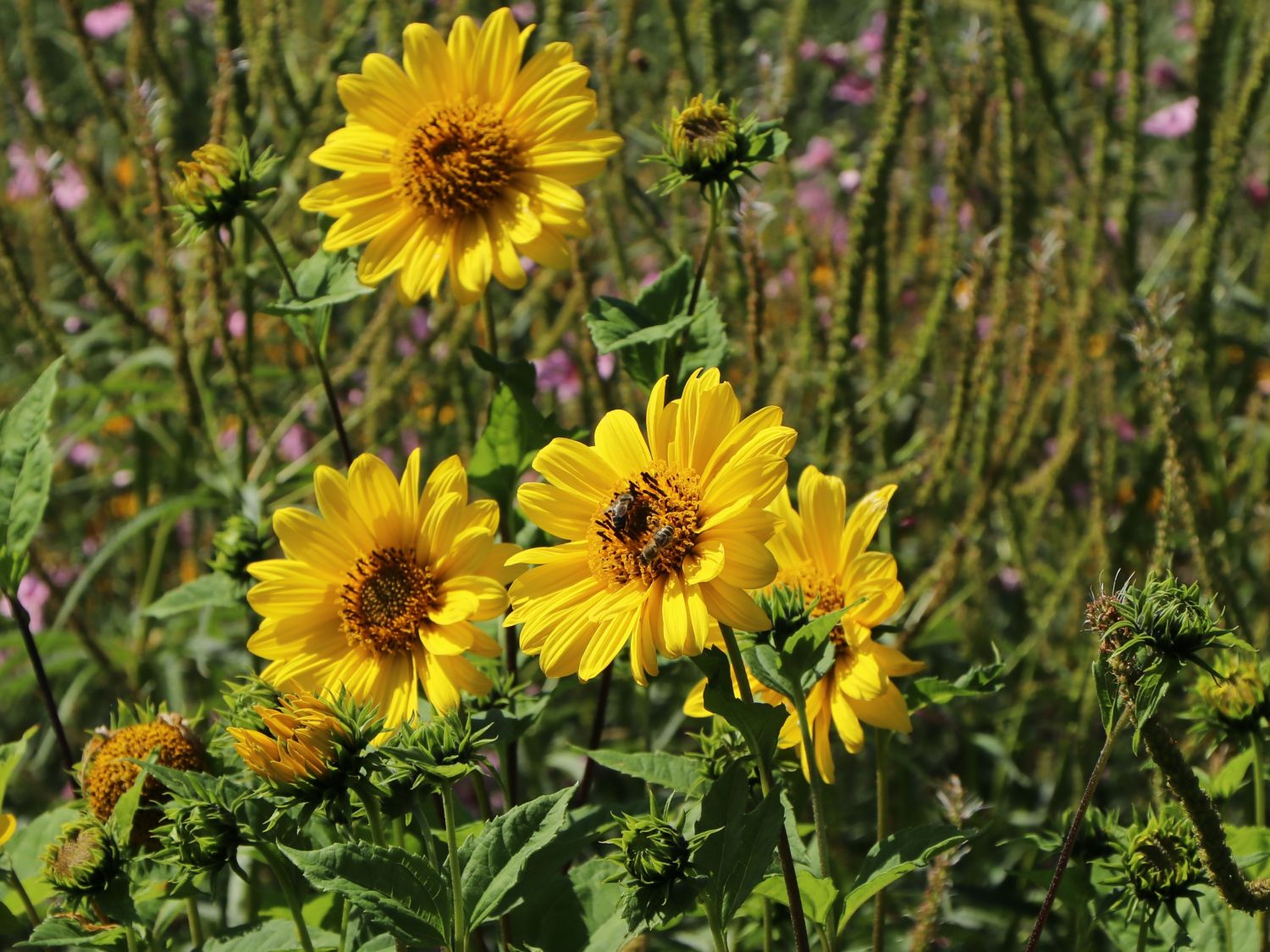 StaudenSonnenblume 'Giganteus' Beste Sorten & StaudenWissen