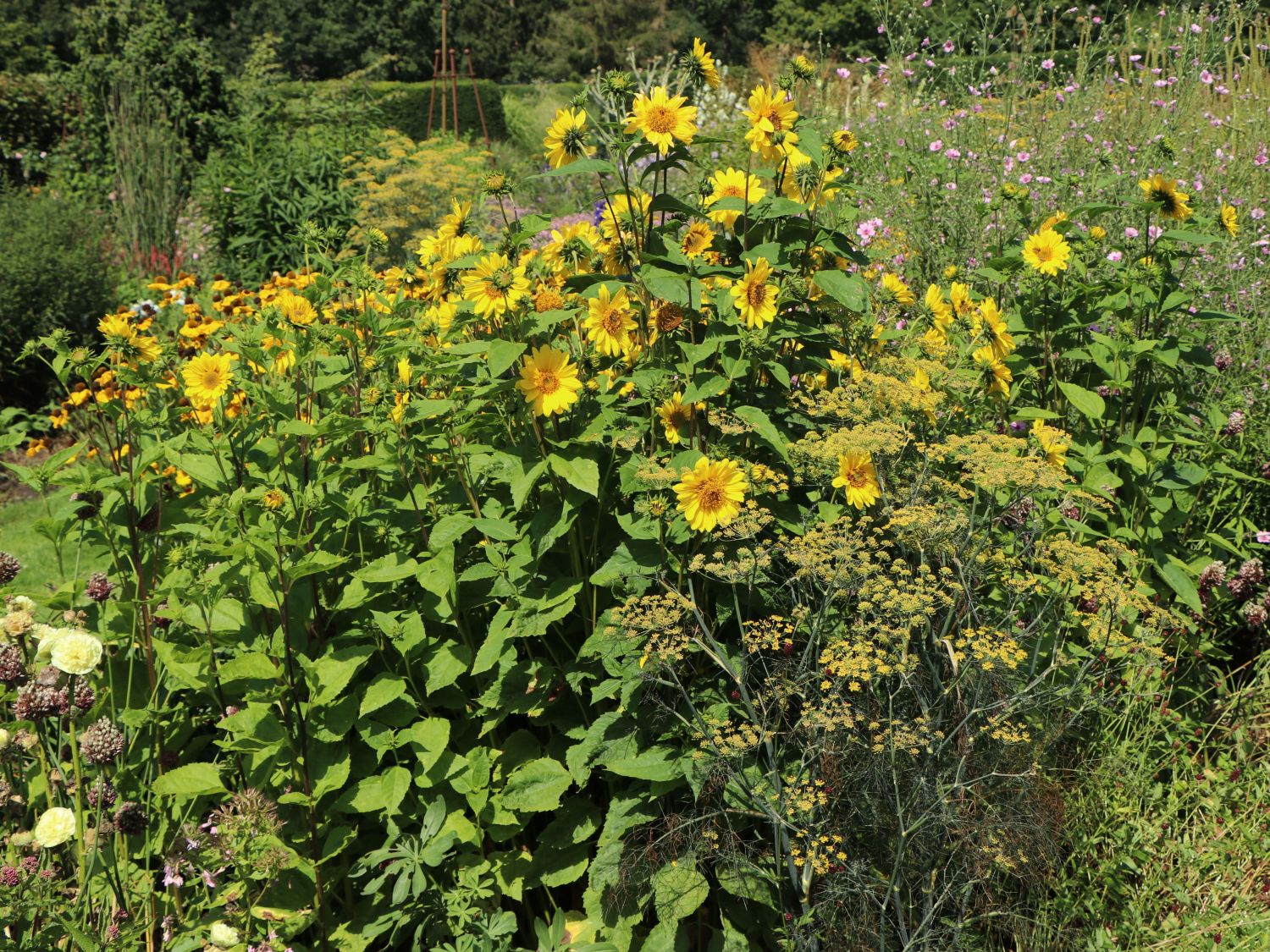 StaudenSonnenblume 'Giganteus' Beste Sorten & StaudenWissen