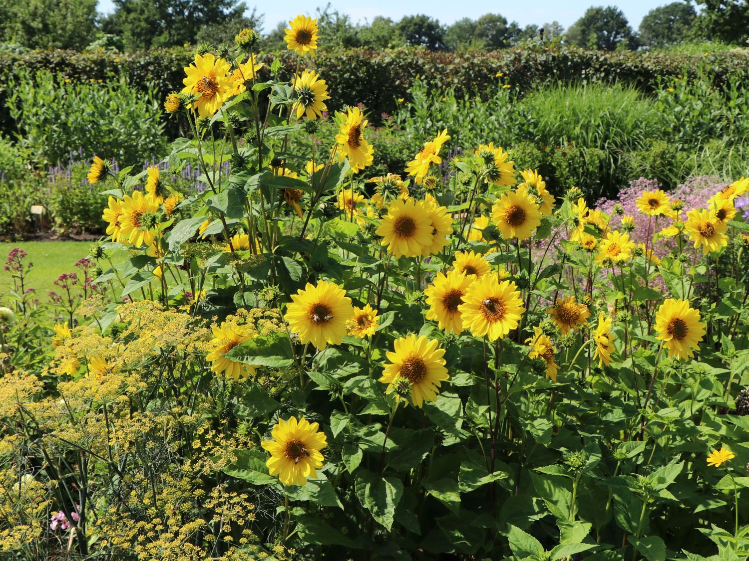 Sonnenblumen (Helianthus)