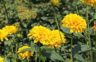 Stauden-Sonnenblume 'Loddon Gold'