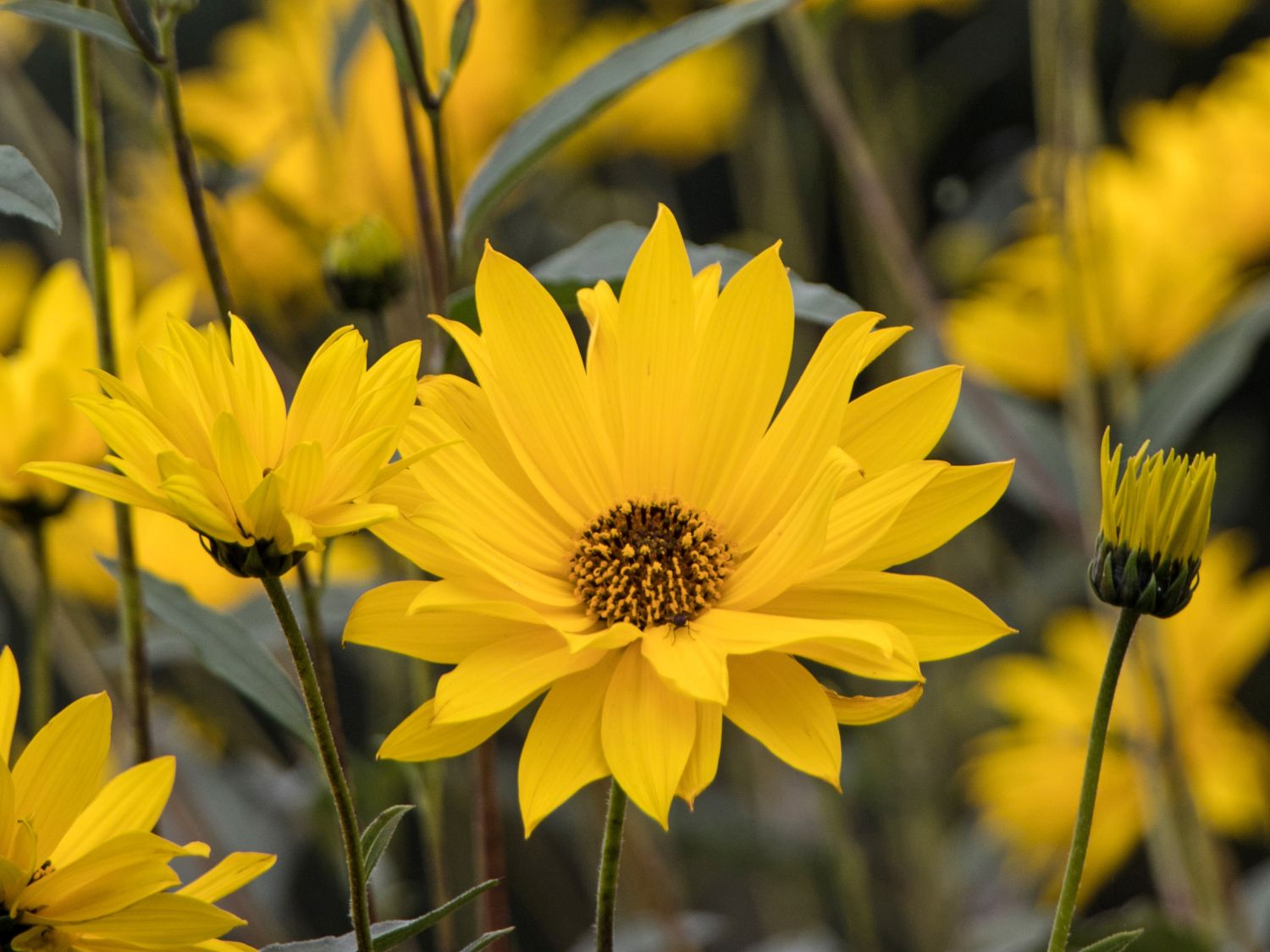 Stauden Sonnenblume (Helianthus atrorubens) für Deinen Garten!