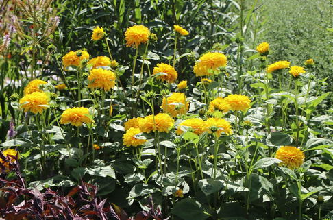 Stauden-Sonnenblume 'Soleil d'Or' - Helianthus decapetalus 'Soleil d'Or'