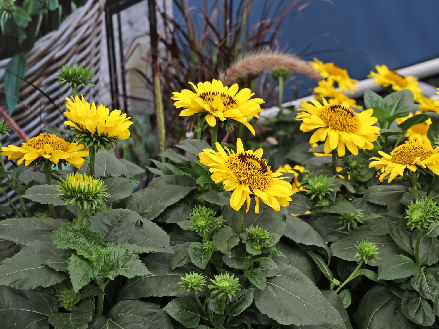 Stauden-Sonnenblume Suncatcher ® 'Pure Gold'