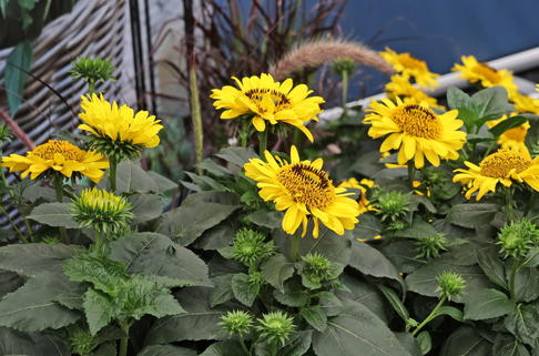 Stauden-Sonnenblume Suncatcher ® 'Pure Gold' - Helianthus Suncatcher ® 'Pure Gold'