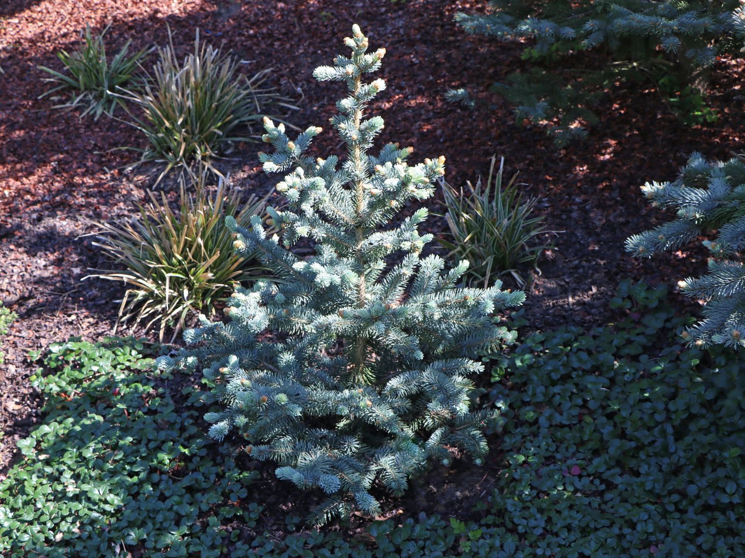 Stechfichte 'Oldenburg'
