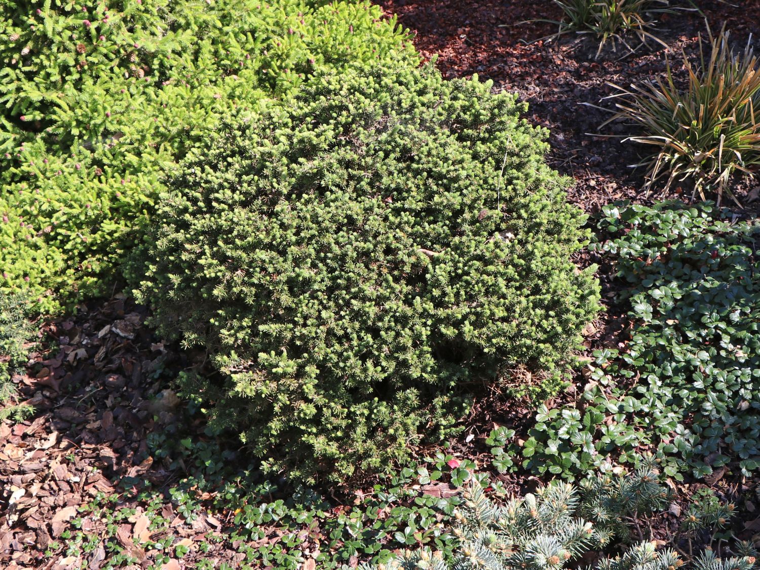 Stechfichte 'Waldbrunn'