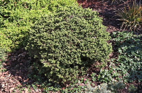 Fichten (Picea)