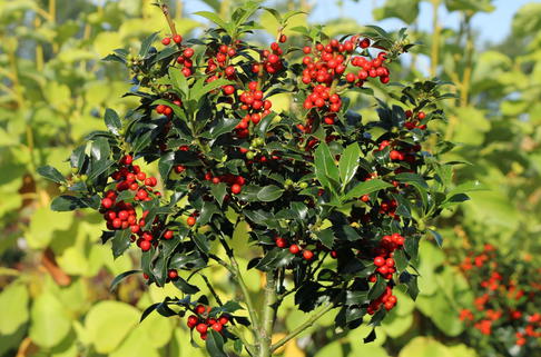 Stechpalme 'Alaska' - Ilex aquifolium 'Alaska'
